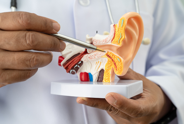 doctor holding a model of ear and pointing to inner ear